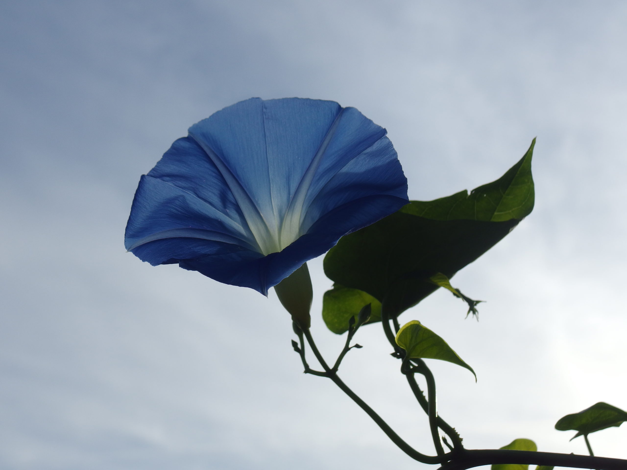 Le Jardin des Enfants